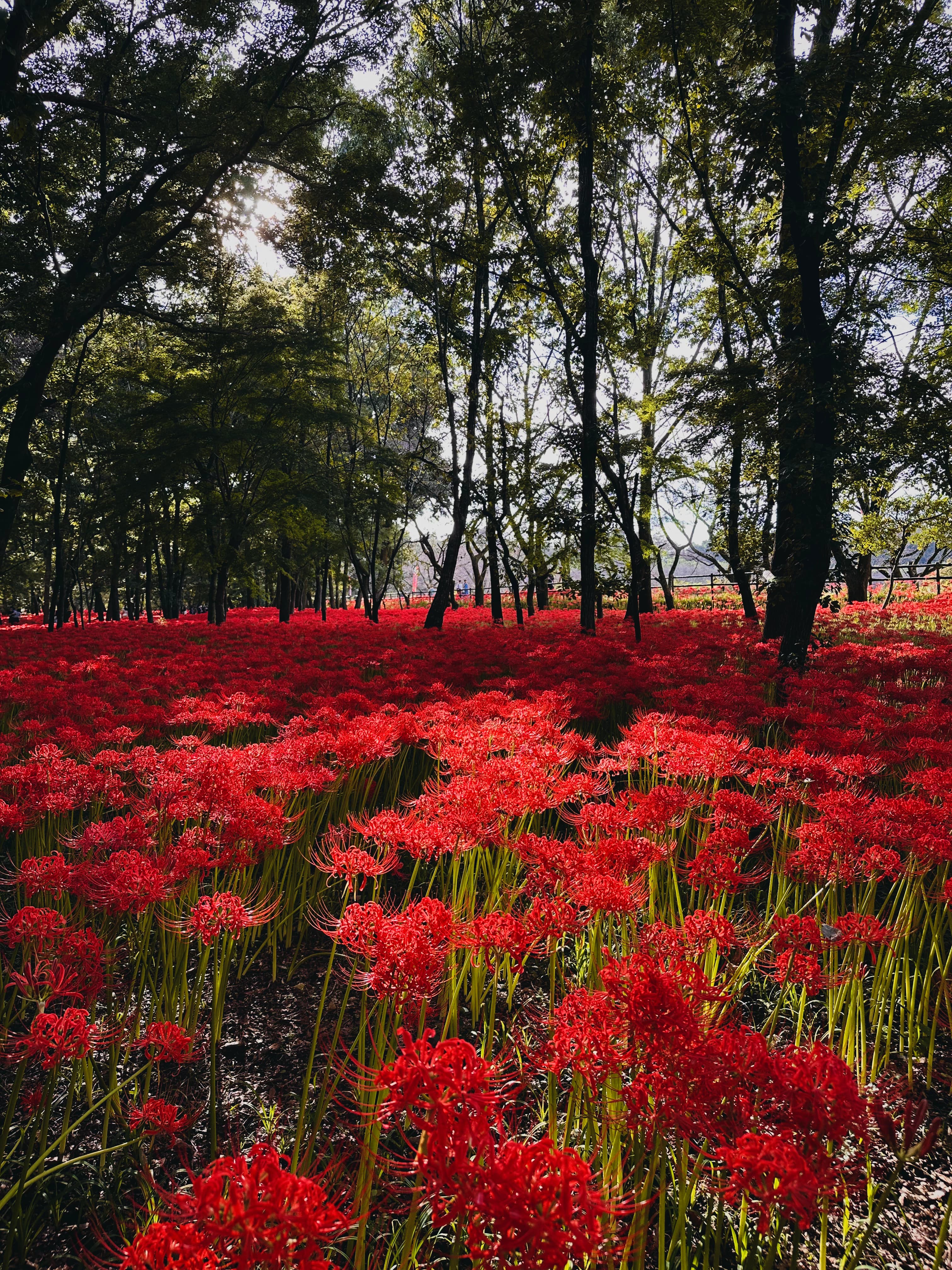 Higanbana Tour