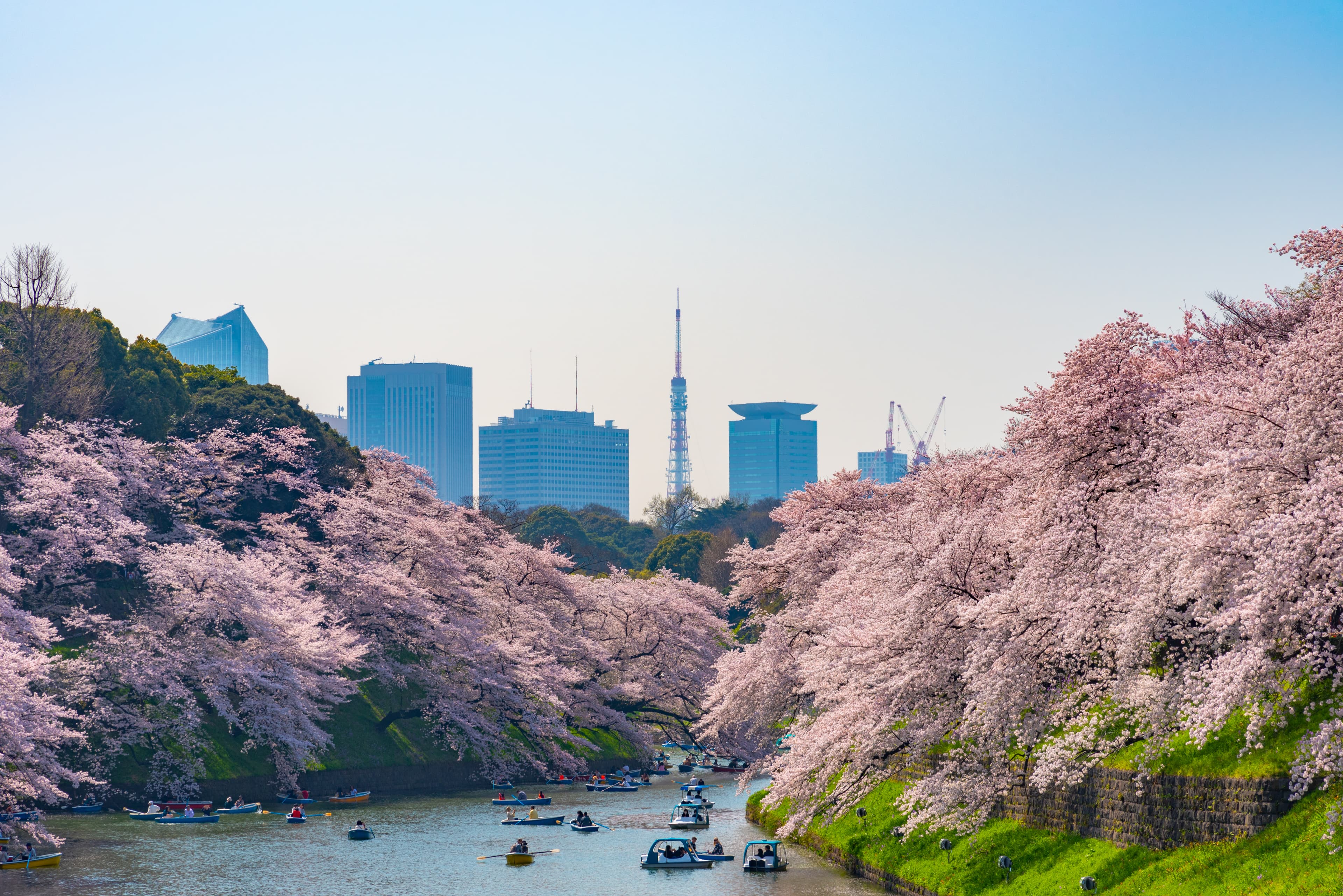 Sakura Tour