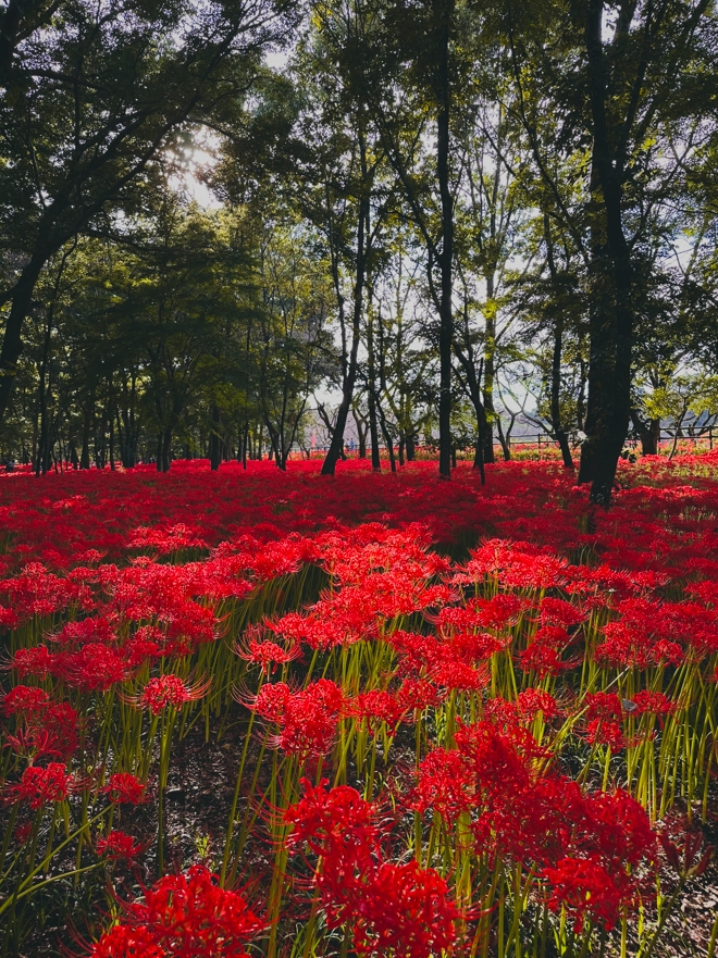 Higanbana Tour 1
