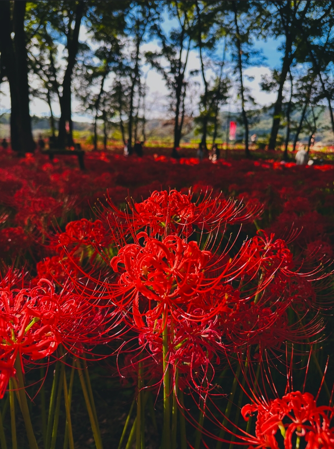 Higanbana Tour 2