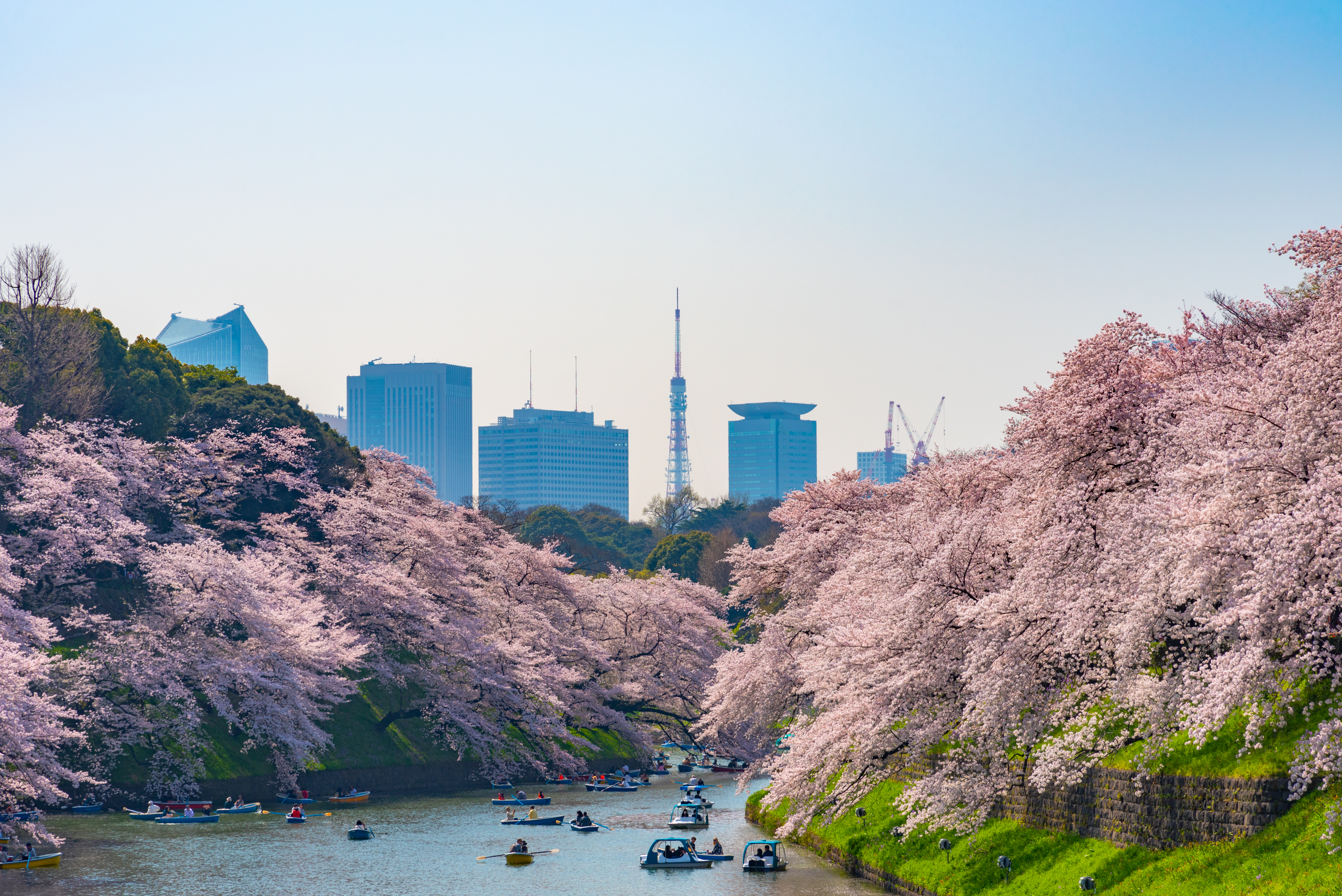 Sakura Tour 1