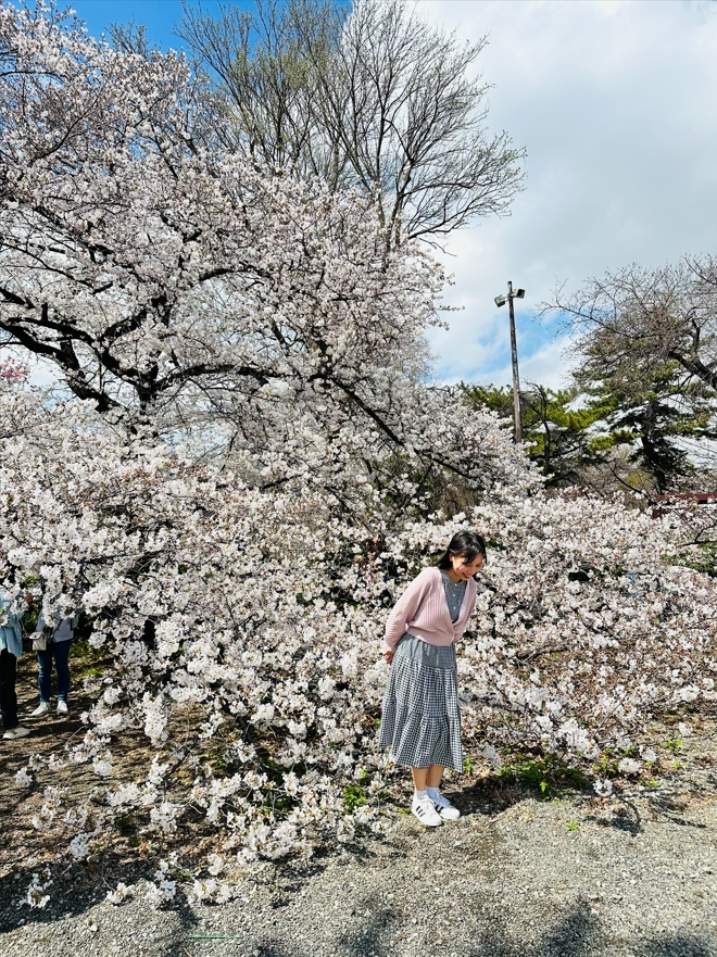 Sakura Tour 2