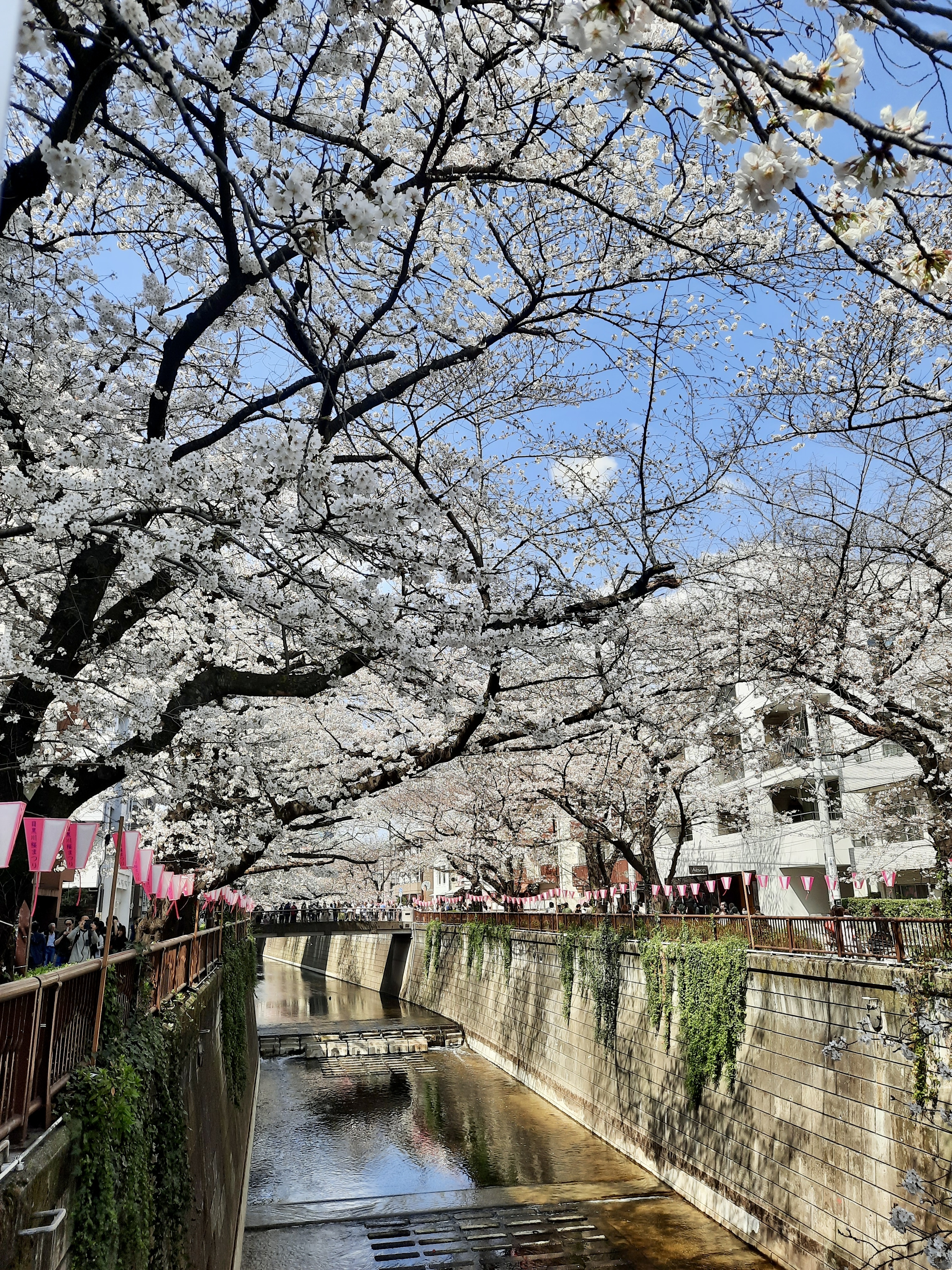 Sakura Tour 3