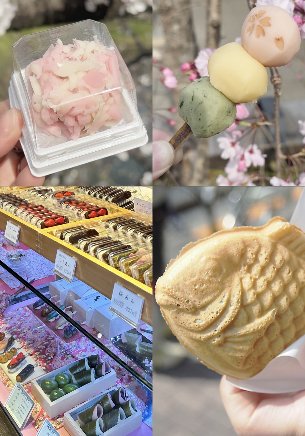 Sakura Tour 4
